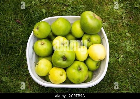 Una ciotola di plastica bianca riempita con mele Bramley Malus domestica Appena prelevato da un albero all'inizio dell'autunno Foto Stock