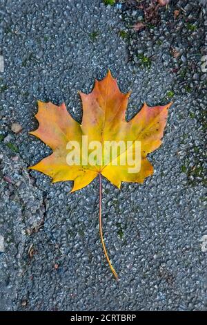 Singolo Sycamore foglia Acer pseudoplatano con giallo marrone e rosso Colori autunnali e foglie a cinque lobi caduti dall'albero su una strada Foto Stock