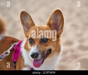 Bel cane sulla spiaggia di sabbia. Corgi Puppy cammina nella natura in estate al sole vicino alla costa. Attività all'aperto per animali domestici Foto Stock