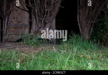 Fox di notte, cucciolo giovane strisciante warily accanto ad una recinzione che guarda la macchina fotografica Foto Stock