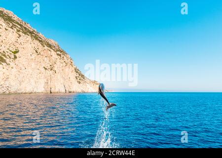 Delfino che salta fuori dell'acqua sull'isola di Karpathos, Grecia Foto Stock