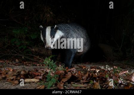 Badger di notte seduto in foglie morte testa rivolta in avanti leggermente girato a destra Foto Stock