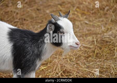 Capra domestico in Barn del cortile, Aberdeen, Scozia Foto Stock