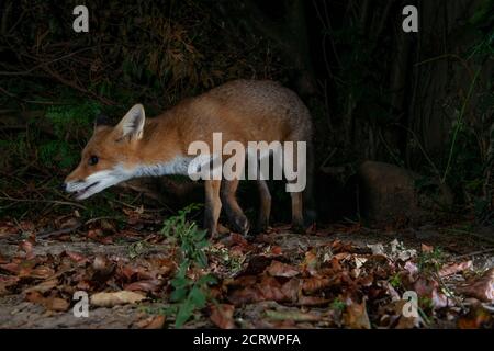 fox di notte in piedi con la bocca leggermente aperta testa estesa Foto Stock