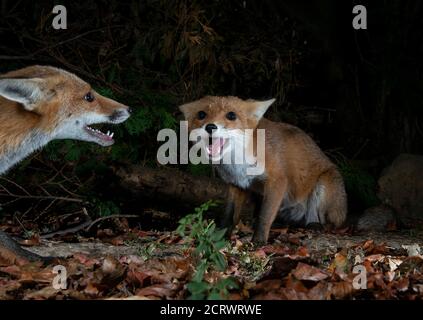 Due volpi che giurano l'una l'altra, le bocche si aprono, le orecchie indietro, di notte al buio Foto Stock