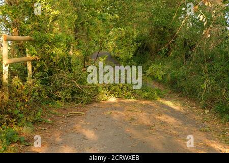 Settembre 2020 - rami soffiati fuori alberi che bloccano la corsia nella Somerset rurale, Inghilterra, Regno Unito Foto Stock