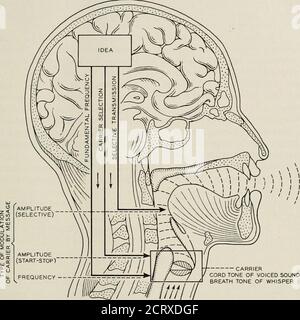 . La rivista tecnica Bell System . azioni olari nel tratto vocale. Tuttavia, questi moti contengono le informazioni di parlato dinamico come dimostrato dalla loro interpretazione da parte dei lettori LIP nella misura in cui la visibilità lo permette. Un altro metodo per dimostrare il contenuto informativo di alcuni di questi movimenti è l'iniezione artificiale di un flusso sonoro nella parte posteriore della bocca per un vettore per cui il parlato intelligibile 2 l'informazione cui si fa riferimento è quella nella comunicazione di intelligenza. Ne sono, tuttavia, informazioni statiche nella portante stessa. Ciò serve per l'identificazione della stazione in ra Foto Stock