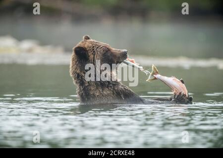 Orso grizzly (Ursus arctos)- l'orso della madre che mangia il salmone di sockeye rialzante catturato in un fiume di salmone, Chilcotin Wilderness, BC interno, Canada Foto Stock