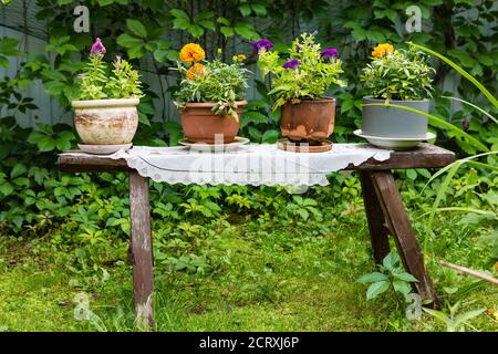fiori in un cashto in piedi su una panca di legno come un elemento decorativo del giardino Foto Stock