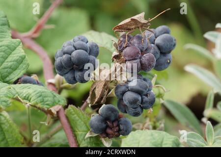 Rubus caesius (Dewberry) e Coreus marginatus (Dock Bug) Foto Stock