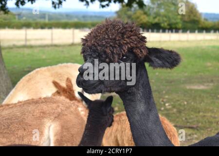 Gli alpaca sono considerati un tesoro delle Ande e sono animali da allevamento. Gentili curiosi rispondono bene ai bambini e molti ranch sono un affare di famiglia Foto Stock