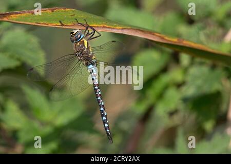 Hawker migranti (Aeshna mixta) Foto Stock