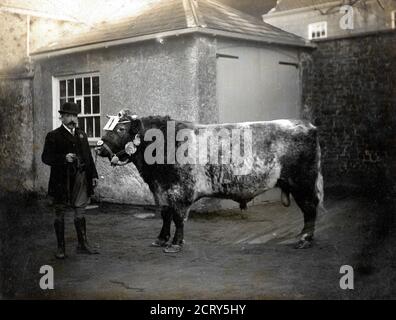 Un premio Herefordshire (o poss, Shorthorn) toro da circa 1910. Fotografo sconosciuto. Foto Stock