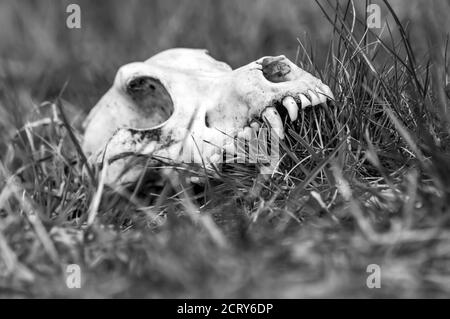 Vista su un cranio volpe su un campo in una giornata di sole. Foto Stock