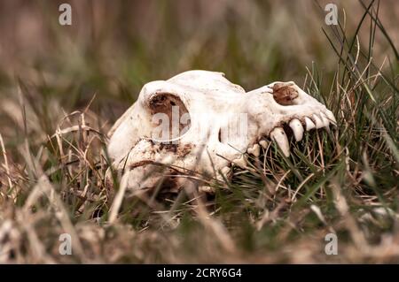 Vista su un cranio volpe su un campo in una giornata di sole. Foto Stock