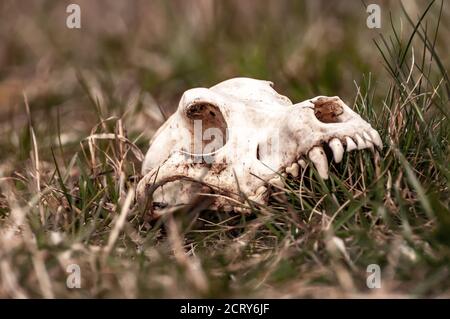 Vista su un cranio volpe su un campo in una giornata di sole. Foto Stock