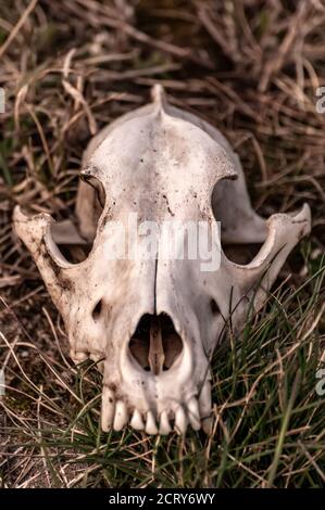 Vista su un cranio volpe su un campo in una giornata di sole. Foto Stock