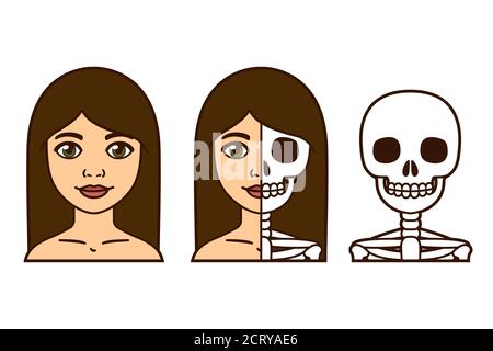Bel ritratto di donna con mezza faccia cranio. Ragazza viva e scheletro morto. Illustrazione vettoriale cartoon. Illustrazione Vettoriale