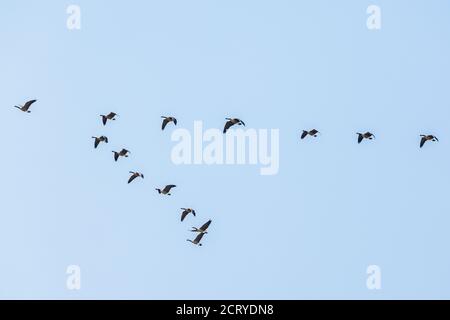 Canada Geese volare in formazione V; Colorado centrale; USA Foto Stock