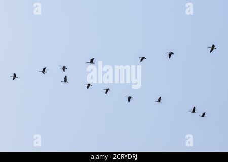 Canada Geese volare in formazione V; Colorado centrale; USA Foto Stock