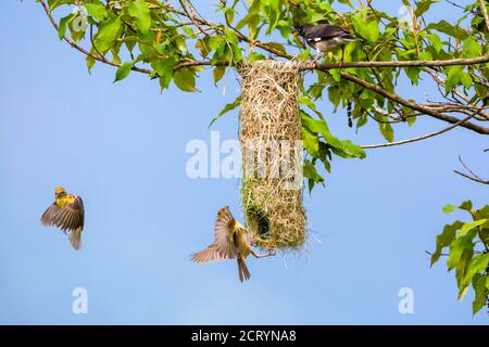 Nidificazione dell'uccello tessitore di Baya Foto Stock