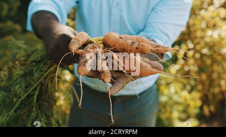 Primo piano, uomo africano che tiene in mani raccolto locale di carote d'arancia fresche. Foto di alta qualità Foto Stock
