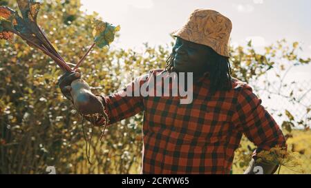 Africano uomo nero agricoltore tirando barbabietola fuori dal suolo. Vendemmia autunnale. Raccolta di verdure. Foto di alta qualità Foto Stock