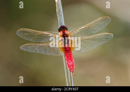 Scarlatto Dragonfly Crocothemis erythraea - specie di libellula di colore rosso della famiglia Libellulidae. I suoi nomi comuni includono scarlatto ampio, comune Foto Stock