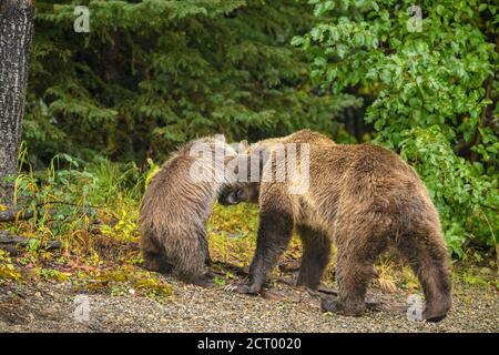 Orso grizzly (Ursus arctos)- Cuso del primo anno che interagisce giocosamente con la madre sulla riva del fiume Chilko, Chilcotin Wilderness, BC Interior, Canada Foto Stock