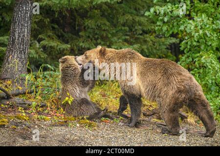 Orso grizzly (Ursus arctos)- Cuso del primo anno che interagisce giocosamente con la madre sulla riva del fiume Chilko, Chilcotin Wilderness, BC Interior, Canada Foto Stock