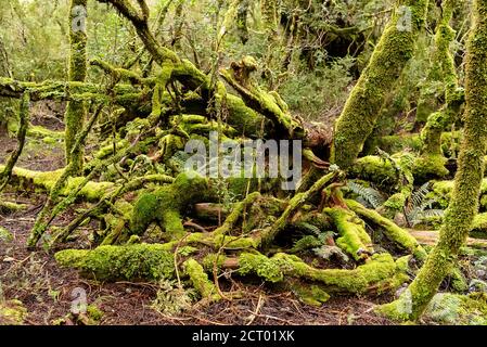 Albero caduto coperto di muschio verde lussureggiante Foto Stock