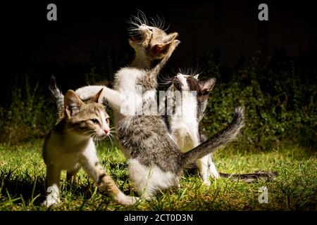 Gattini, animali domestici di due mesi, giocare nella notte estiva, fotografia chiave bassa dei fratelli del gatto che giocano all'esterno su erba verde nel cortile, fuoco selettivo poco profondo, sfondo scuro Foto Stock