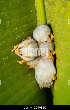 Pipistrello bianco dell'Honduran, pipistrello bianco caraibico per la produzione di tende (Ectophilla alba), Guapiles, Limón, Costa Rica Foto Stock