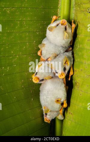 Pipistrello bianco dell'Honduran, pipistrello bianco caraibico per la produzione di tende (Ectophilla alba), Guapiles, Limón, Costa Rica Foto Stock