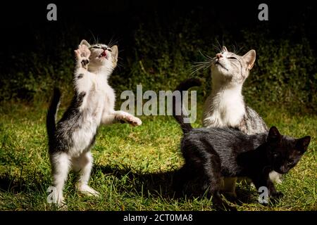 Gattini, animali domestici di due mesi, giocare nella notte estiva, fotografia chiave bassa dei fratelli del gatto che giocano all'esterno su erba verde nel cortile, fuoco selettivo poco profondo, sfondo scuro Foto Stock