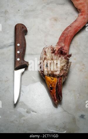 Mortara 09/10/2019 : testa d'oca morta e coltello pronto per la ricetta tradizionale del salame Foto Stock