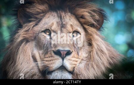 Il leone del predatore berbero affronta la vista pericolosa, la migliore foto Foto Stock