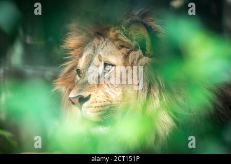 Il leone del predatore berbero affronta la vista pericolosa, la migliore foto Foto Stock