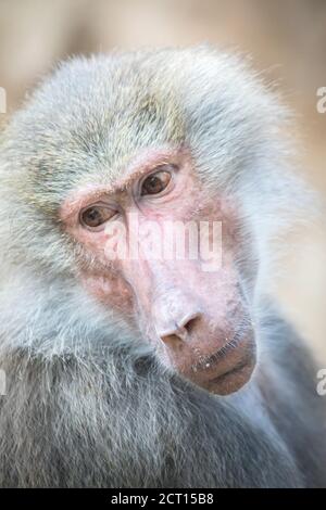 Papio hamadryas o il baboon ruggisce con la bocca aperta, i denti affilati sono visibili, è tutto su uno sfondo nero, la foto migliore Foto Stock