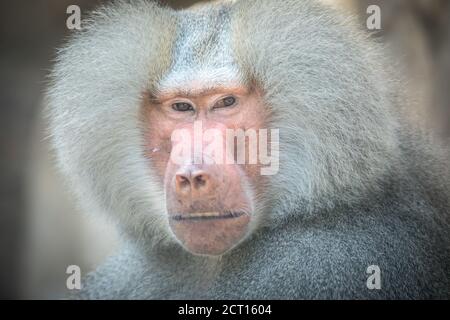 Papio hamadryas o il baboon ruggisce con la bocca aperta, i denti affilati sono visibili, è tutto su uno sfondo nero, la foto migliore Foto Stock