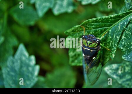 Primo piano di un bug di cicada verde su un pianta Foto Stock