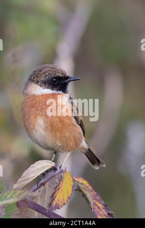 Piccolo uccello passerino, stonechat maschio Foto Stock