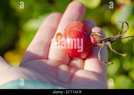 Anche le rose mature in mano, giorno di sole, primo piano. Foto di alta qualità Foto Stock