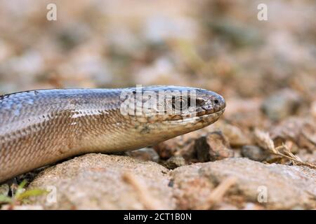 Maschio Anguis colchica ritratto, il comune verme lento europeo Foto Stock