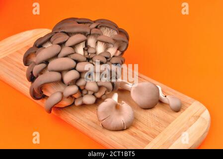Funghi di ostrica naturali commestibili, tagliere di bambù, su sfondo arancione, funghi per cucinare e sottaceti, primo piano e spazio di copia Foto Stock
