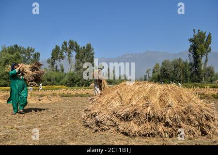 Kashmir, Jammu e Kashmir, India. 20 Settembre 2020. I contadini del Kashmiri lavorano sul campo durante la stagione della raccolta del riso alla periferia di Srinagar.India è uno dei maggiori produttori mondiali di riso bianco e di riso bruno, che rappresenta il 25% di tutta la produzione mondiale di riso. Il riso è la coltura preminente dell'India ed è l'alimento di base della gente delle parti orientali e meridionali del paese. Credit: Saqib Majeed/SOPA Images/ZUMA Wire/Alamy Live News Foto Stock