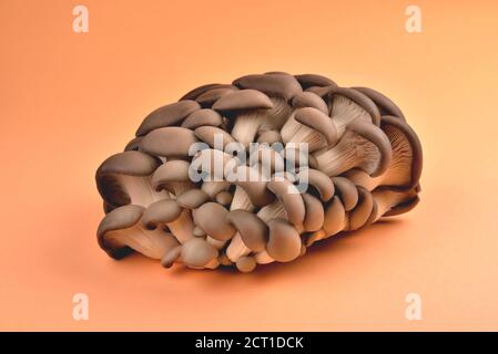 Funghi di ostrica naturale commestibili, su fondo arancione, funghi per cucinare e marinate, funghi coltivati artificialmente, spazio di primo piano e copia Foto Stock