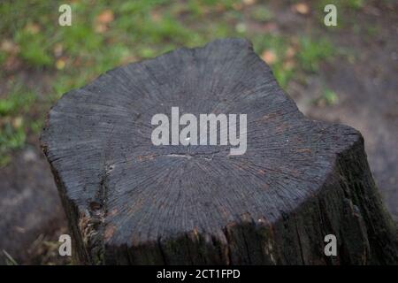 Sezione attraverso tronco di albero scuro su umido giorno invernale con copyspace Foto Stock