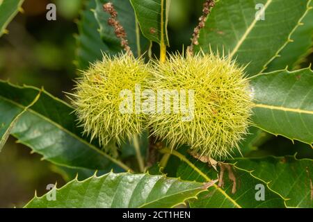 Castagne in bucce pricciate che crescono su un castagno dolce (Castanea sativa), settembre Regno Unito Foto Stock