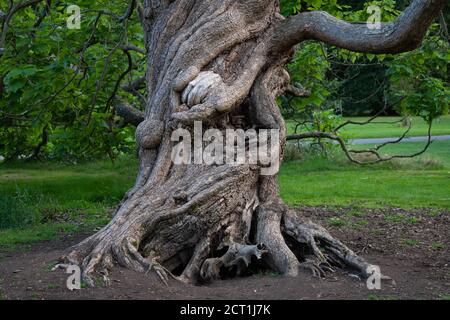 Indian Bean Tree, Catalpa bignonioides, Kew Gardens, Londra, Regno Unito Foto Stock